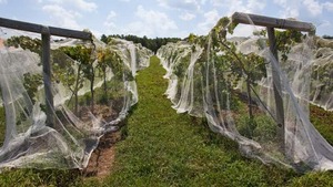 Netting over vineyard