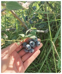 handful-of-blueberries
