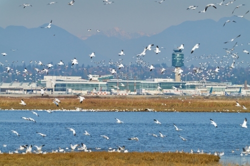 Vancouver Airport