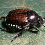Japanese beetle eating a leaf